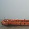 sealion2